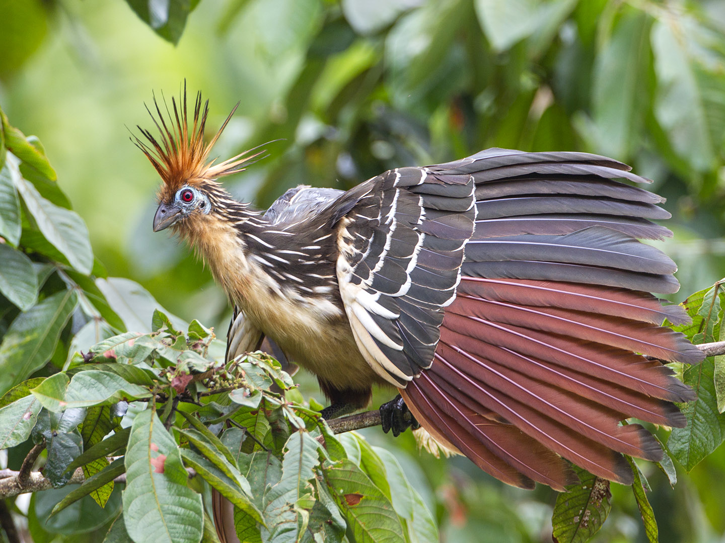 Hoatzin