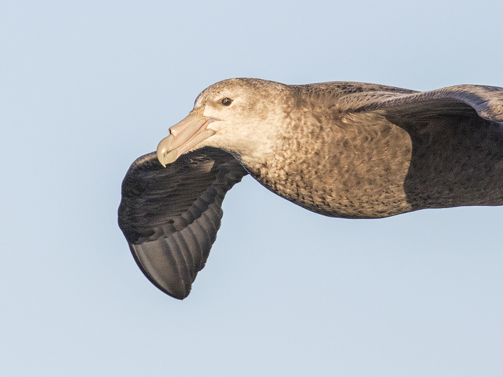 Northern Giant Petrel