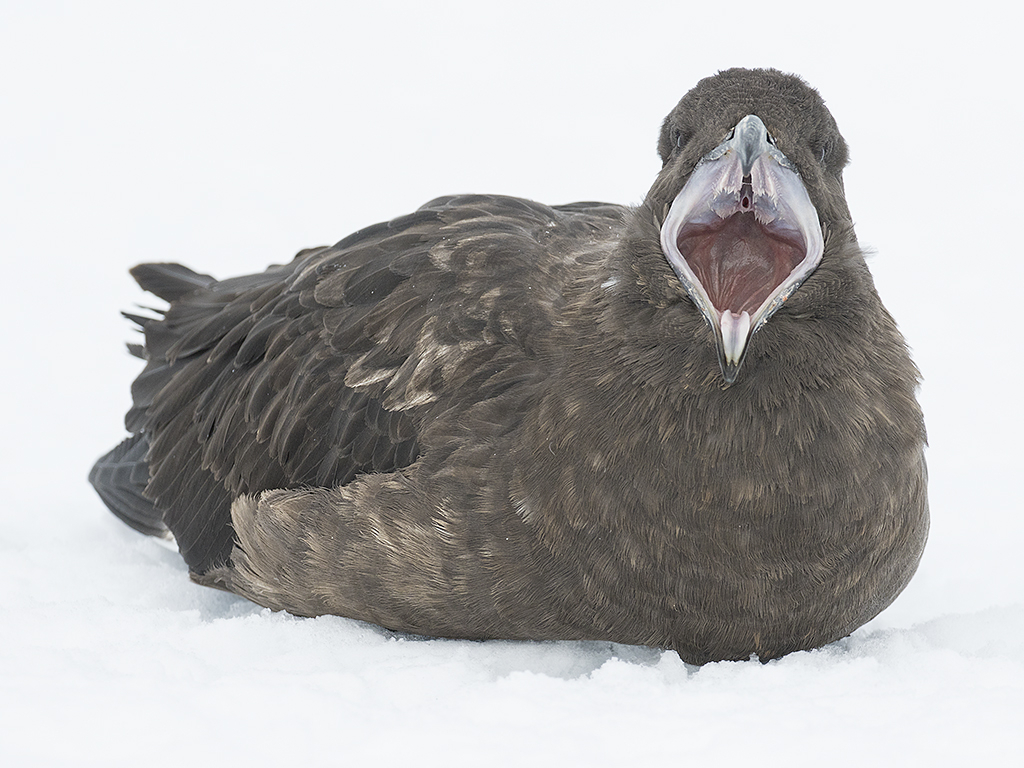 South Polar Skua
