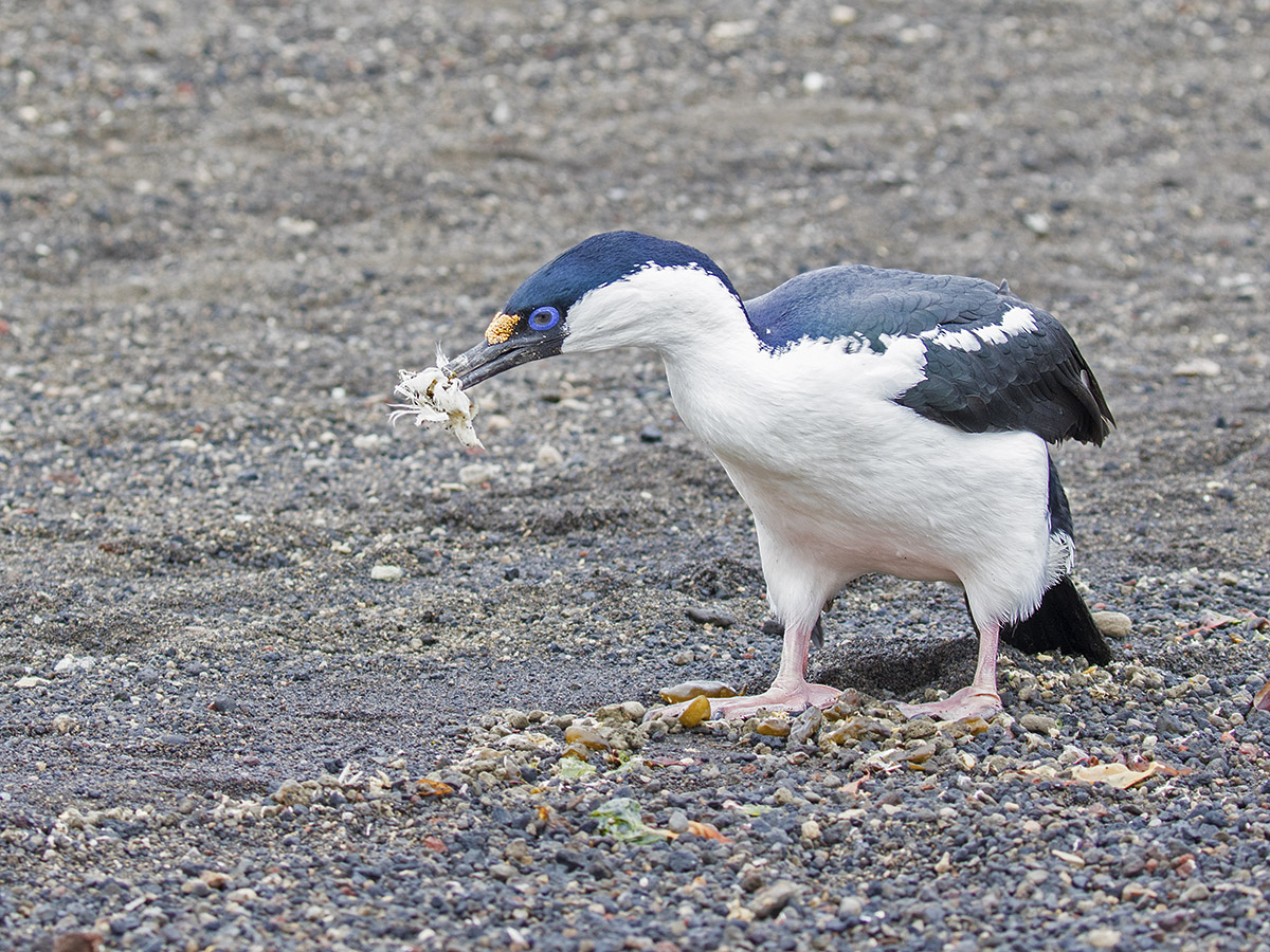 Antarctic Shag
