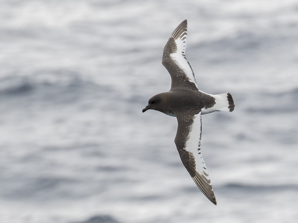 Antarctic Petrel