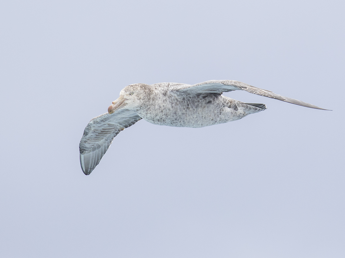 Northern Giant Petrel