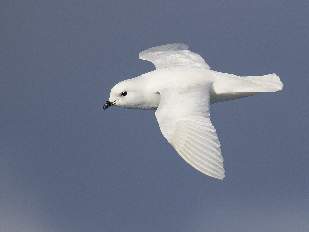 Snow Petrel