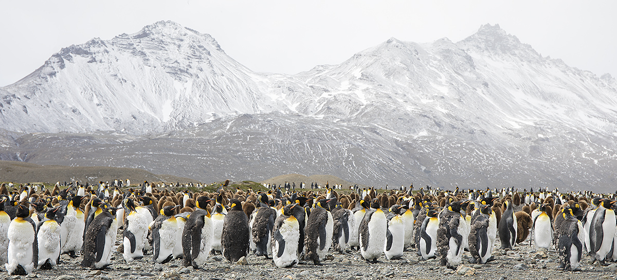 King Penguin, South Georgia