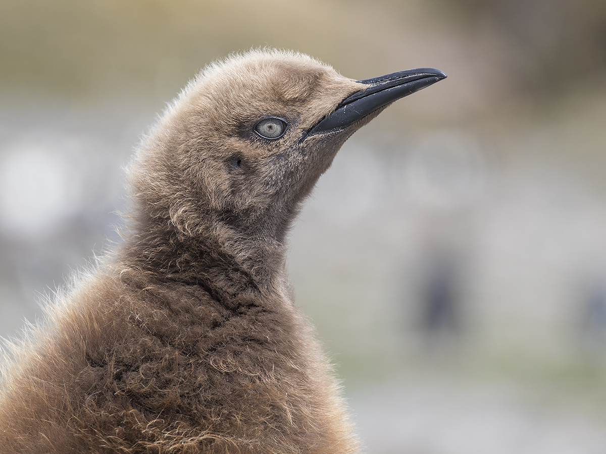 King Penguin, South Georgia