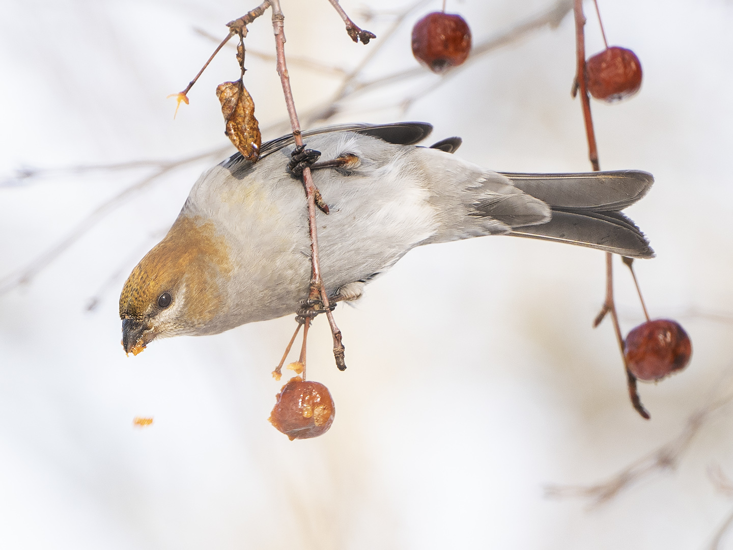 Pine Grosbeak