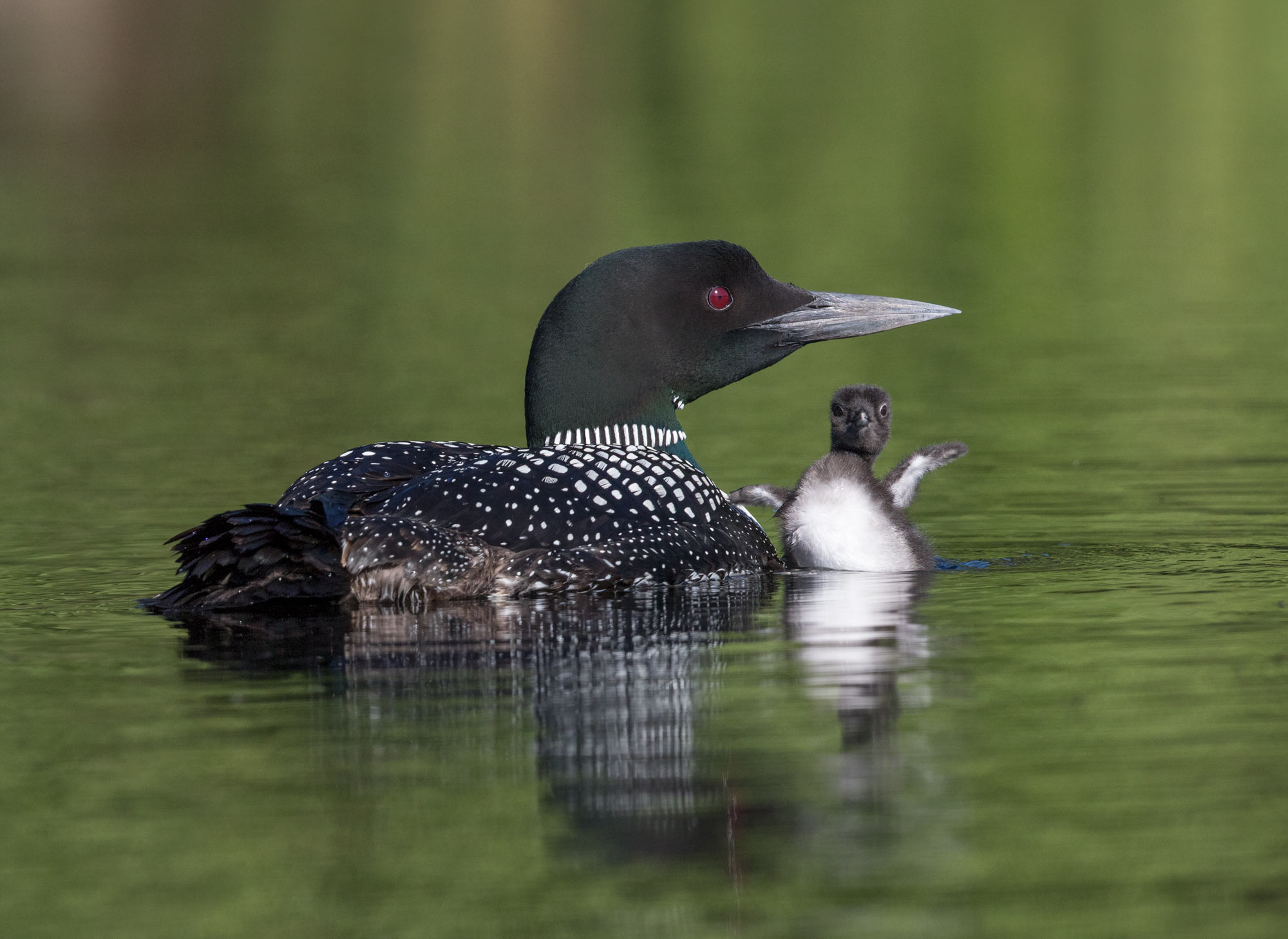 Loon