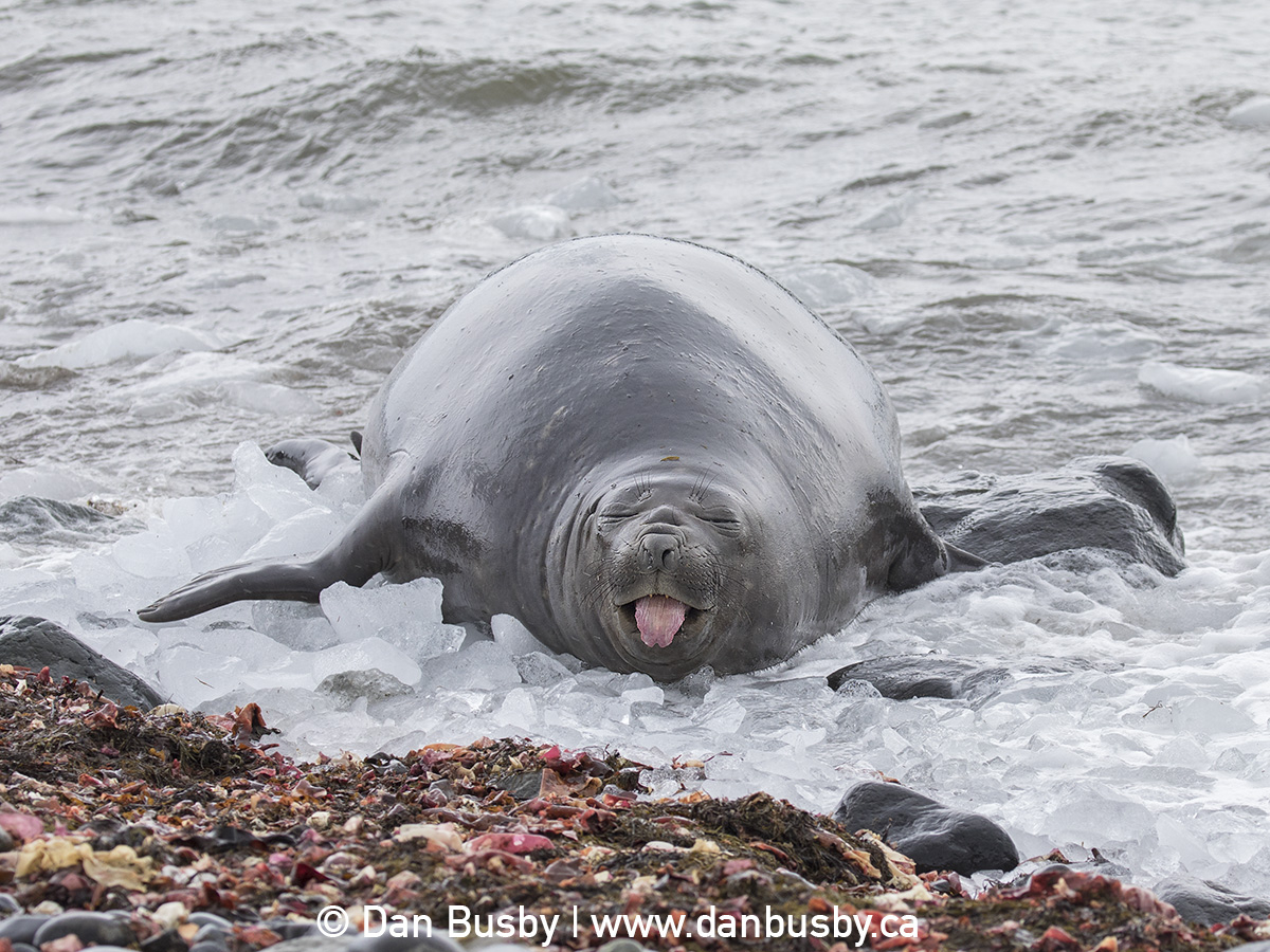 Elephant Seal