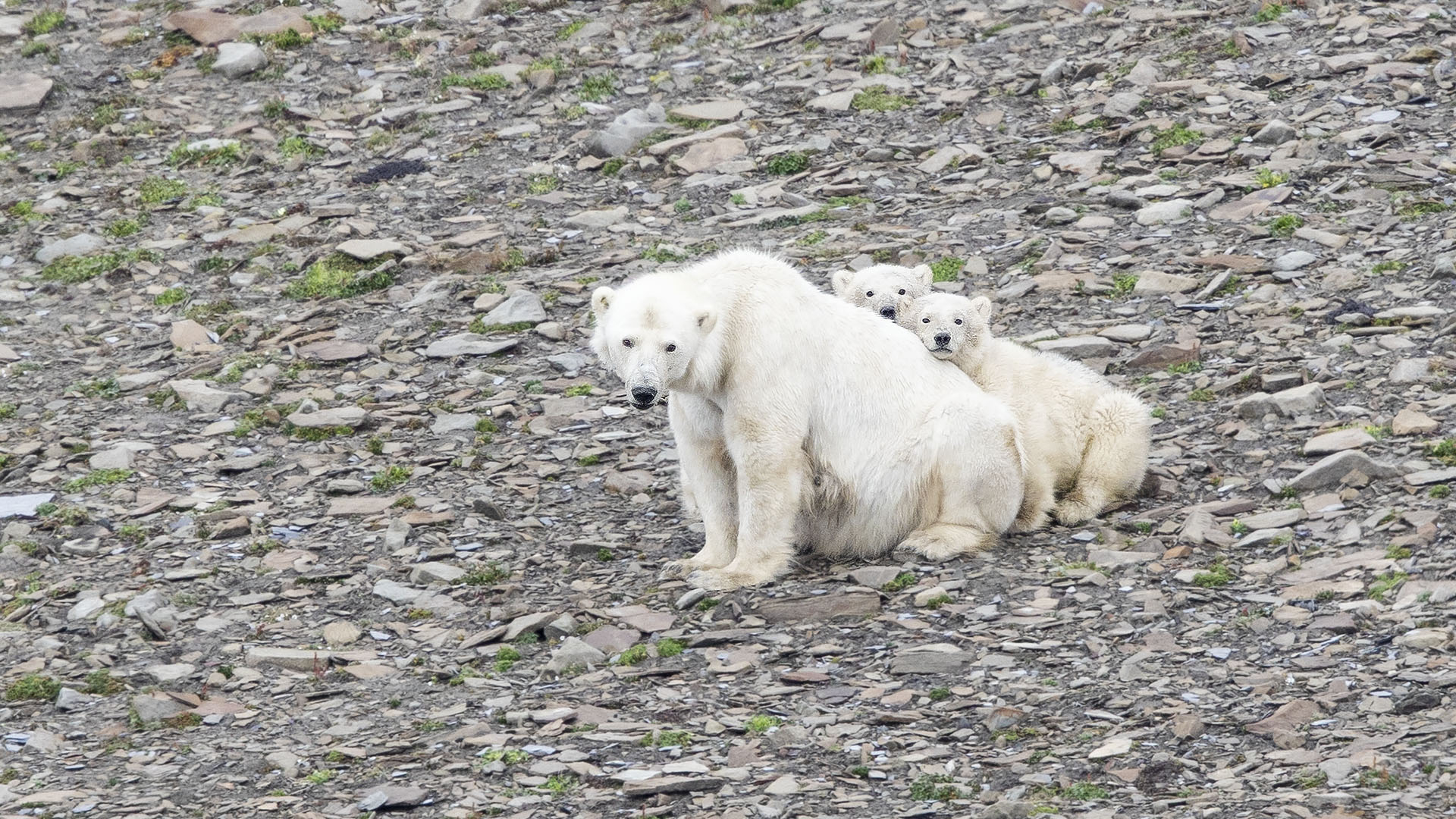 Polar Bear
