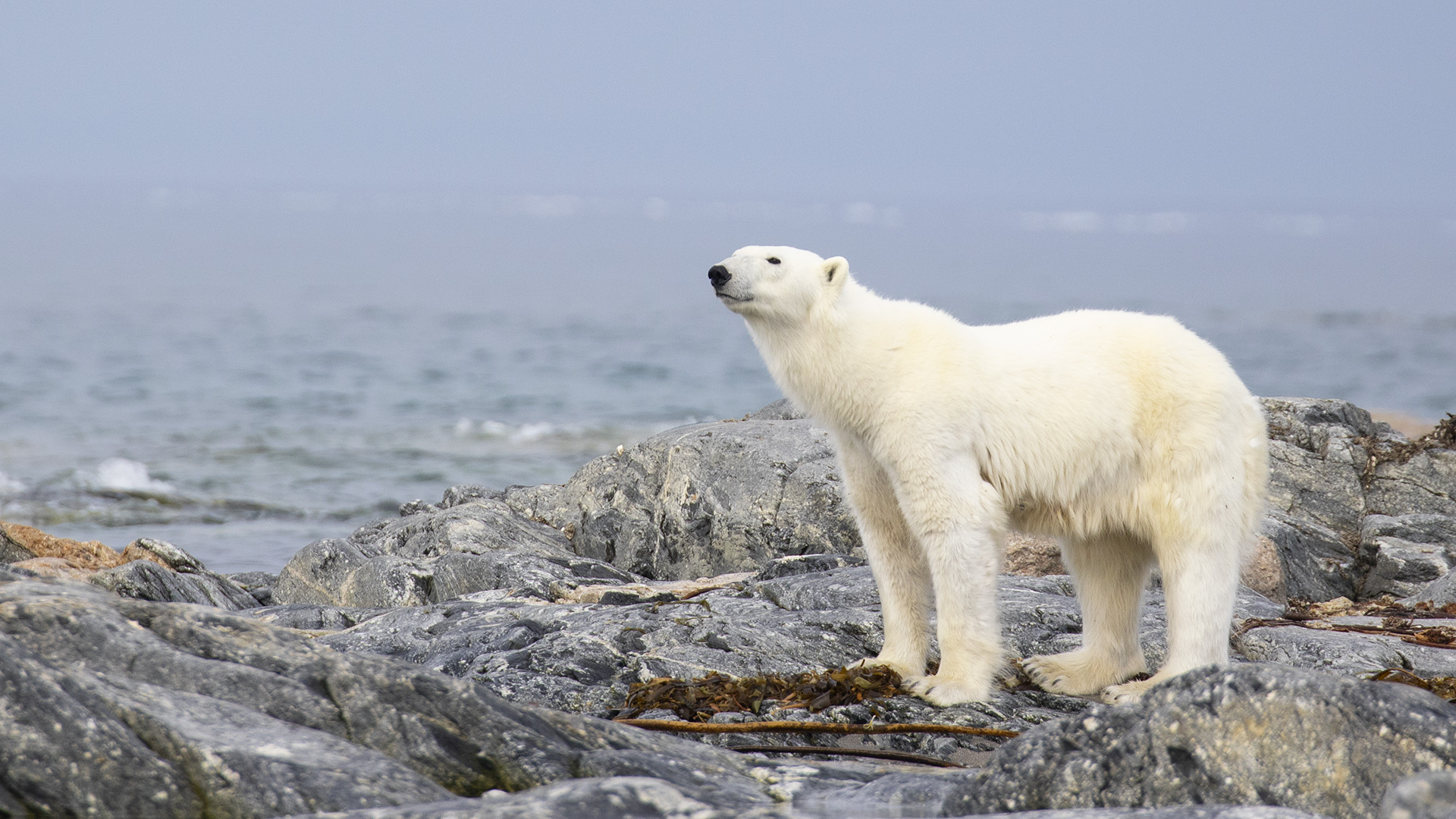 Polar Bear