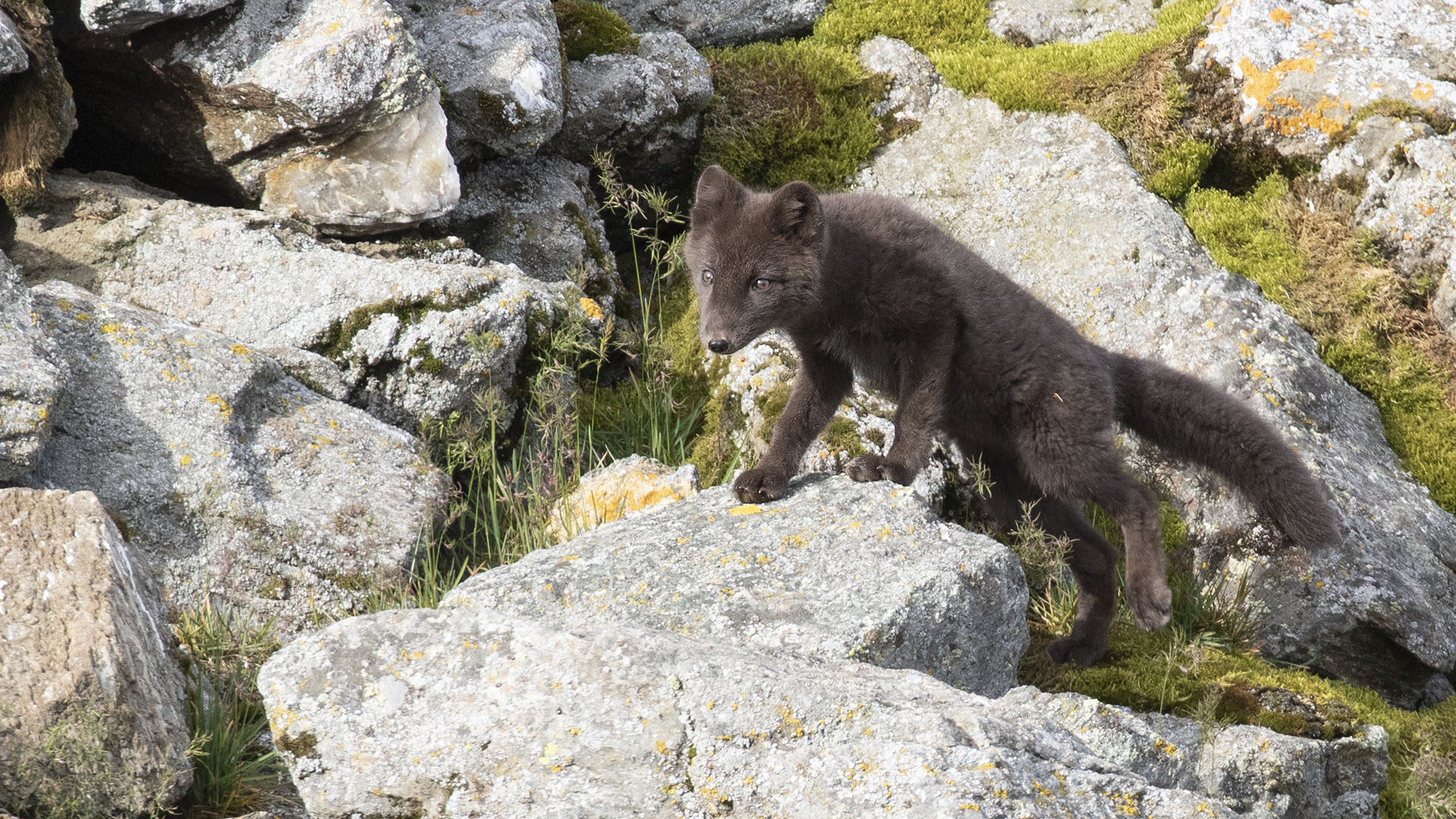 Arctic Fox