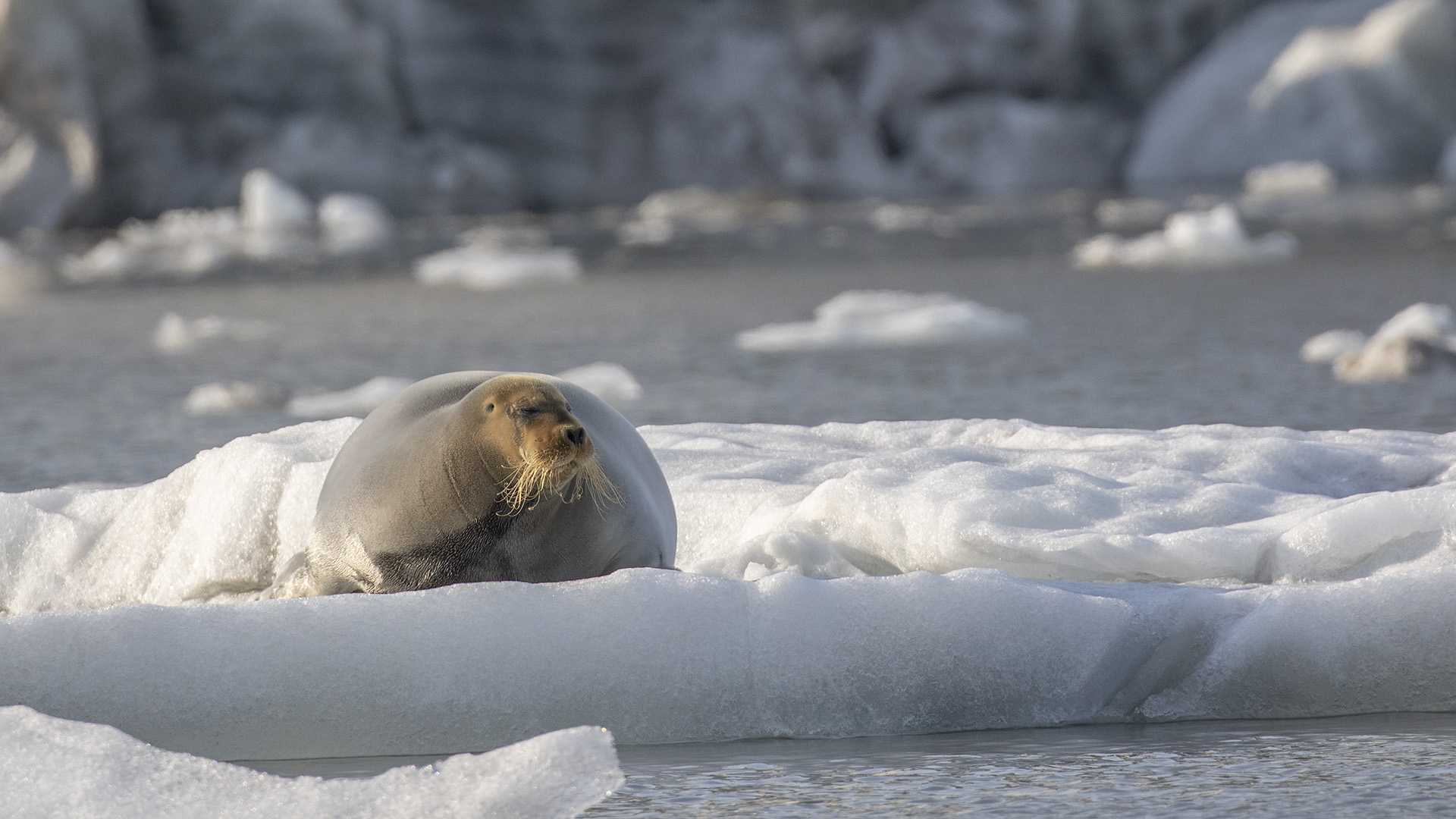 Bearded Seal