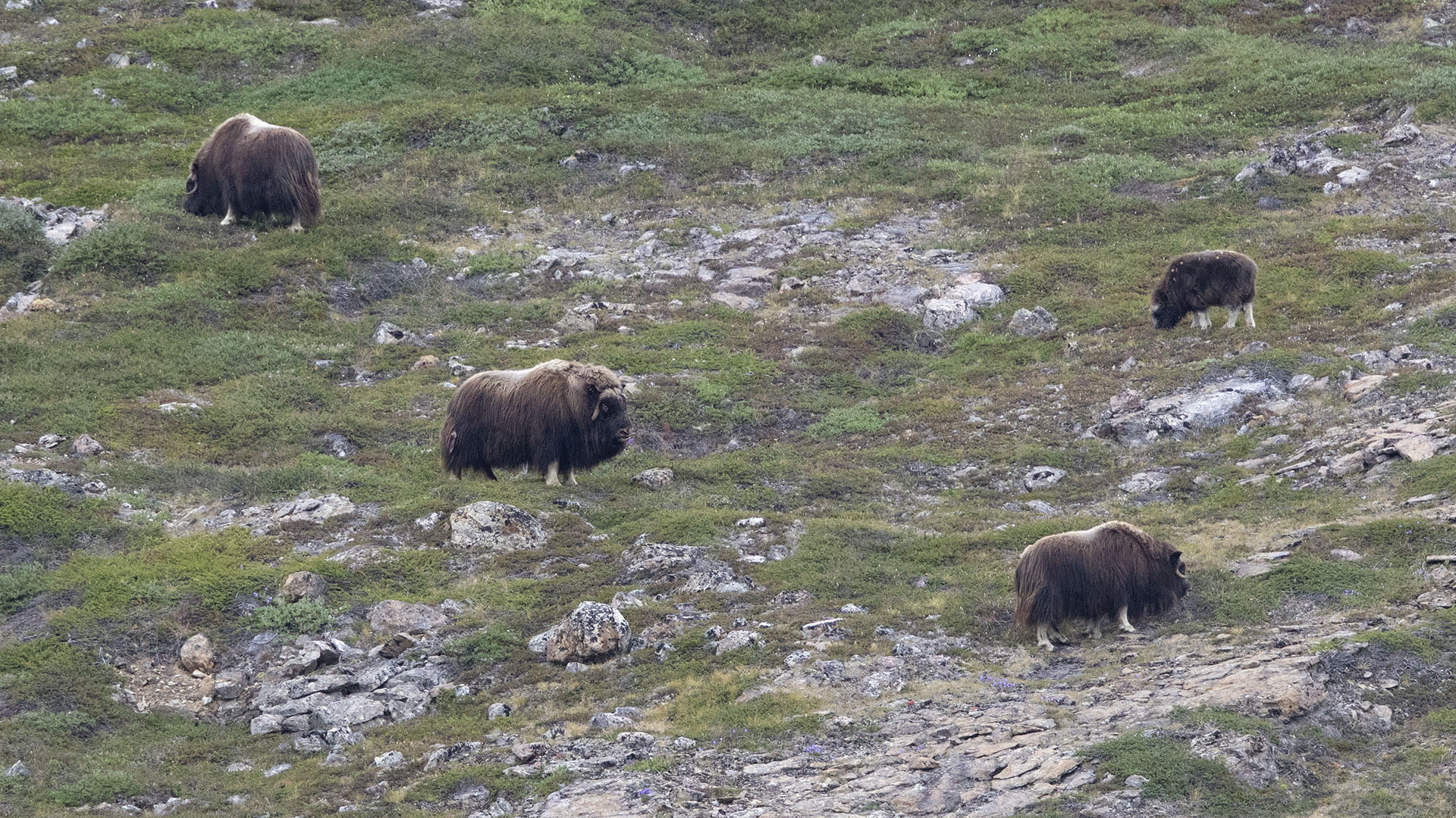 Muskox