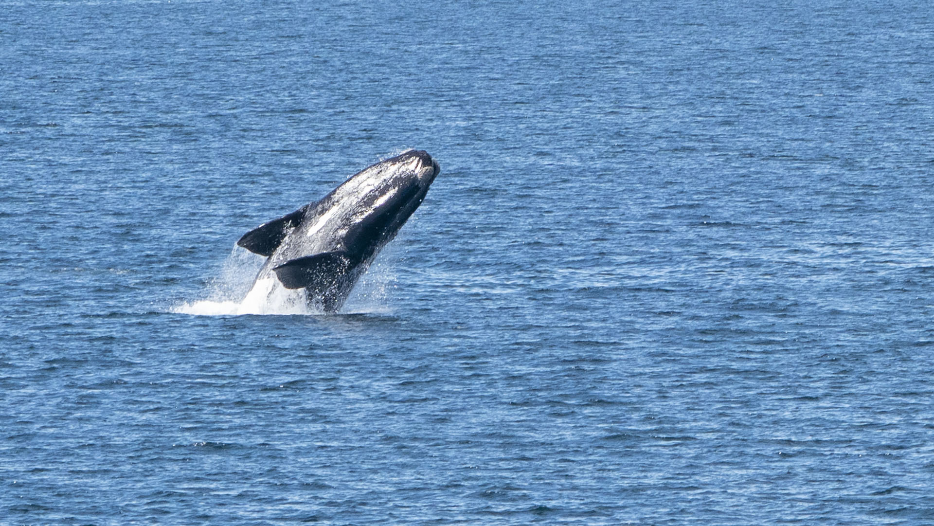Southern Right Whale
