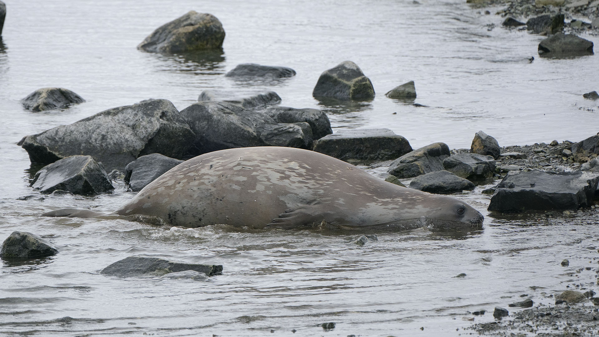 Weddell Seal