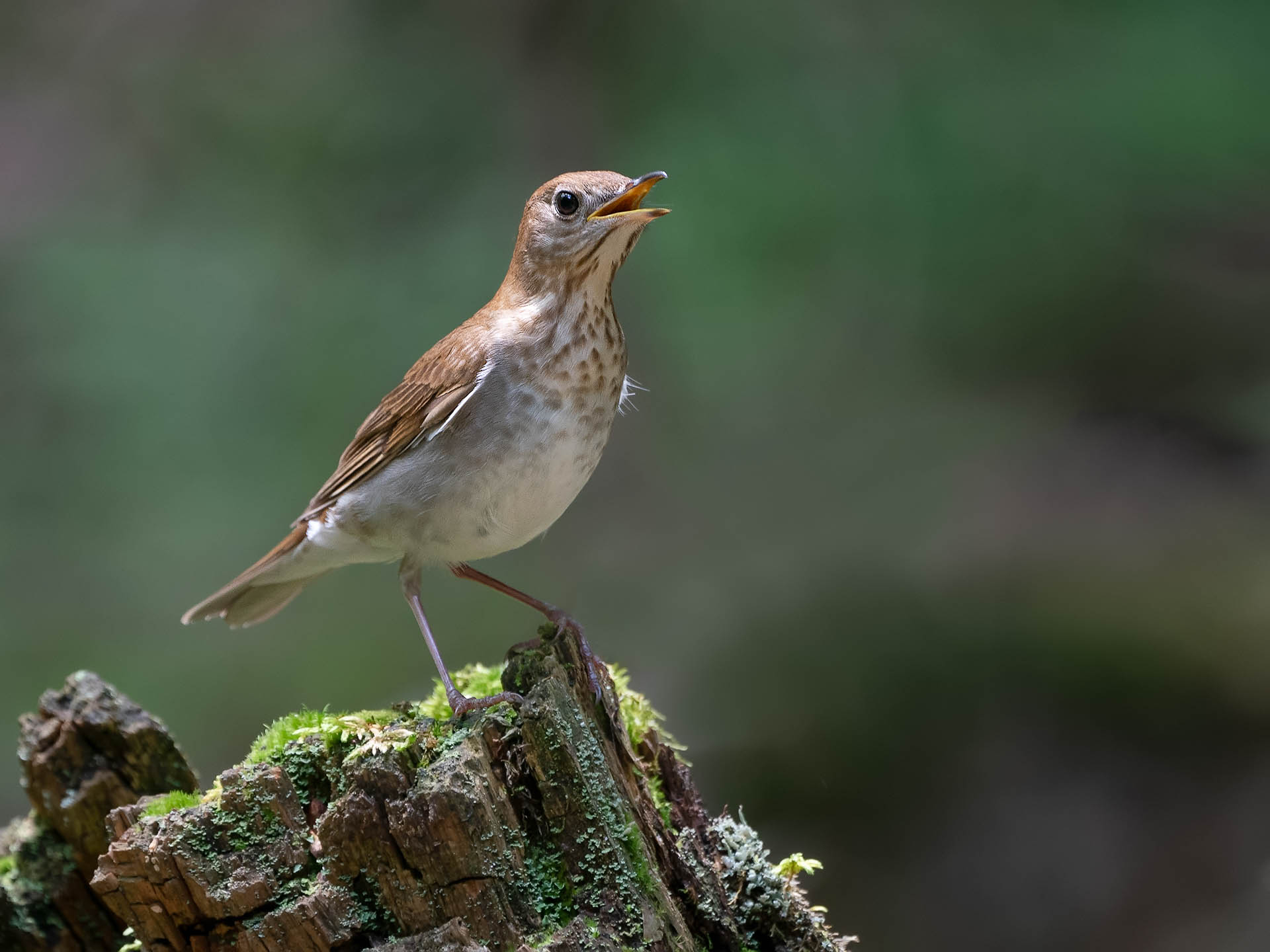 Veery