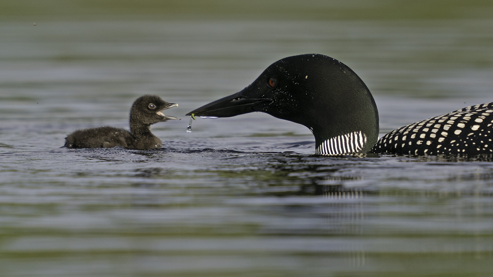 Common Loon