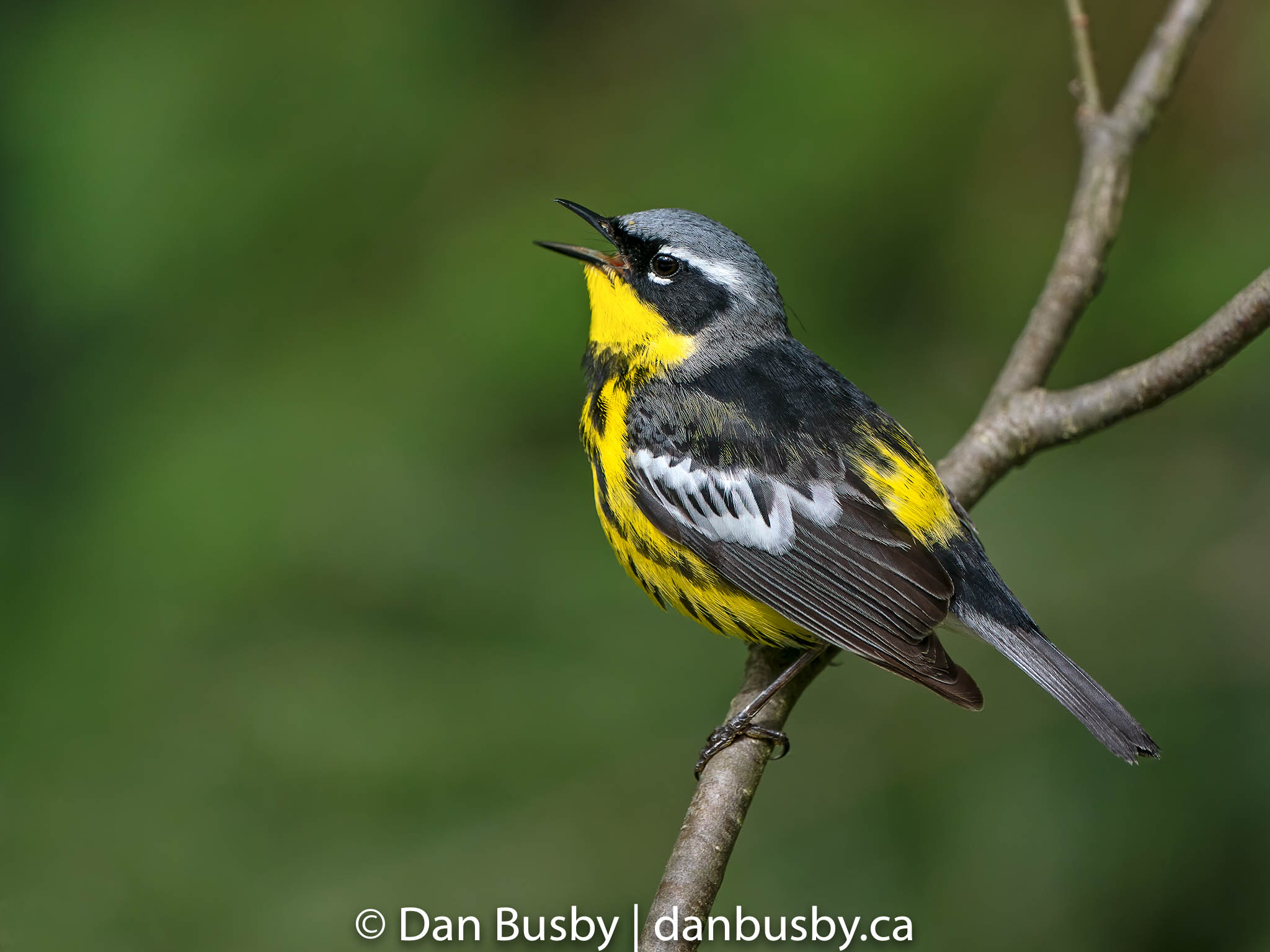 Magnolia Warbler