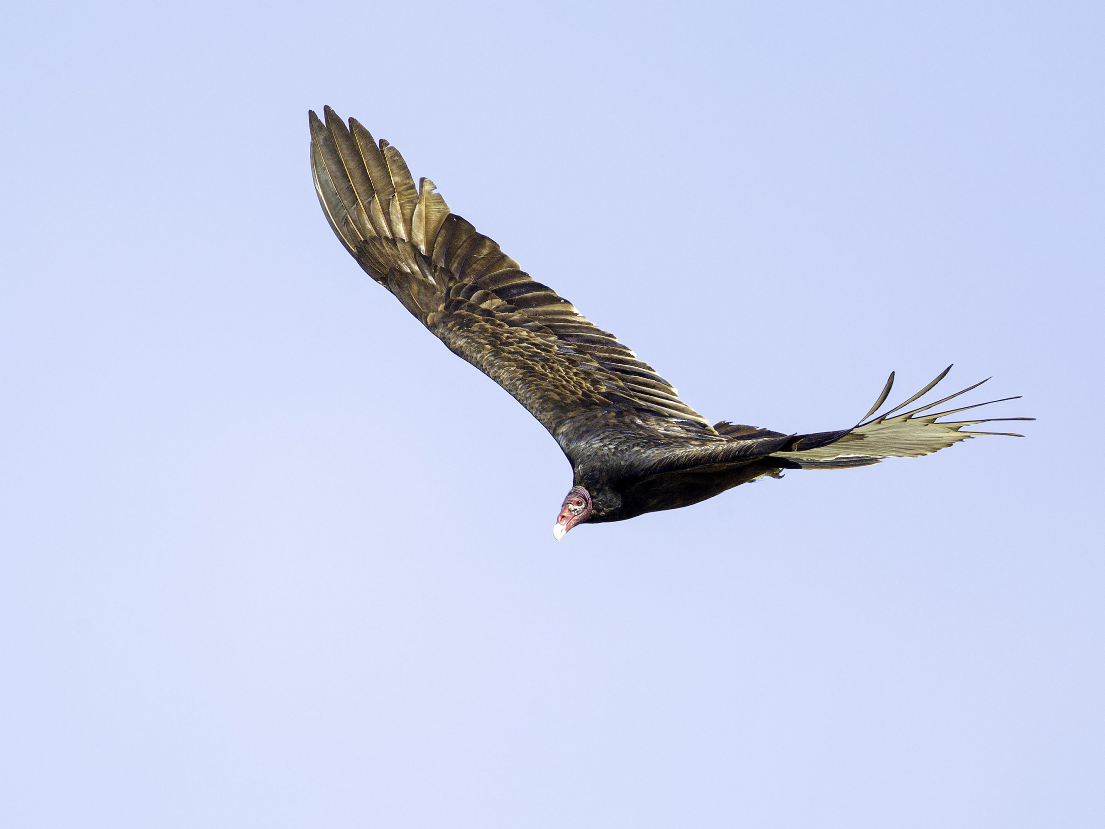 Turkey Vulture