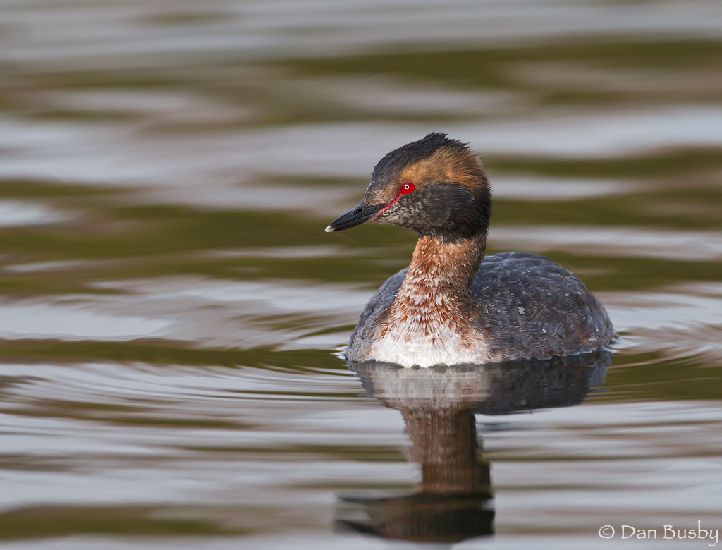 Horned Grebe