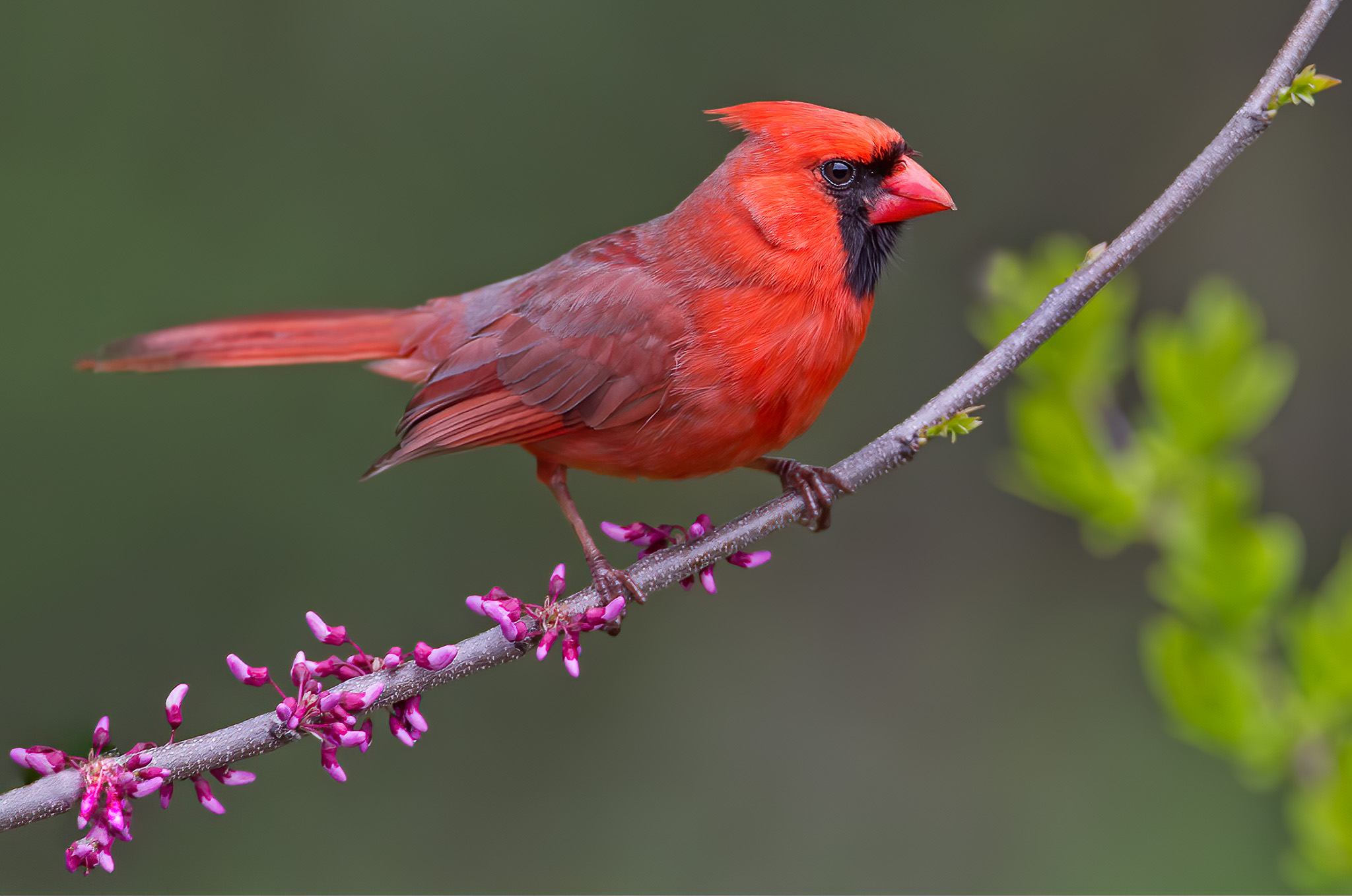 Northern Cardinal