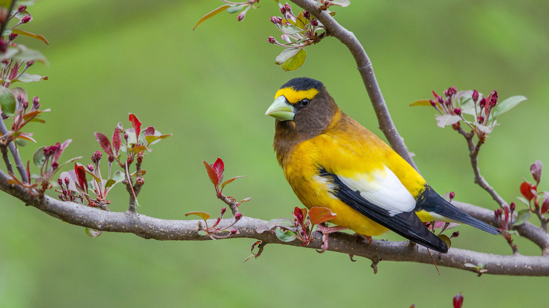 Evening Grosbeak