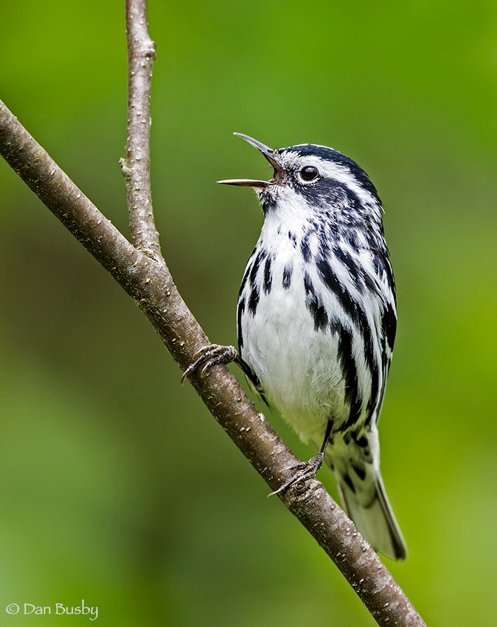 Black-and-white Warbler
