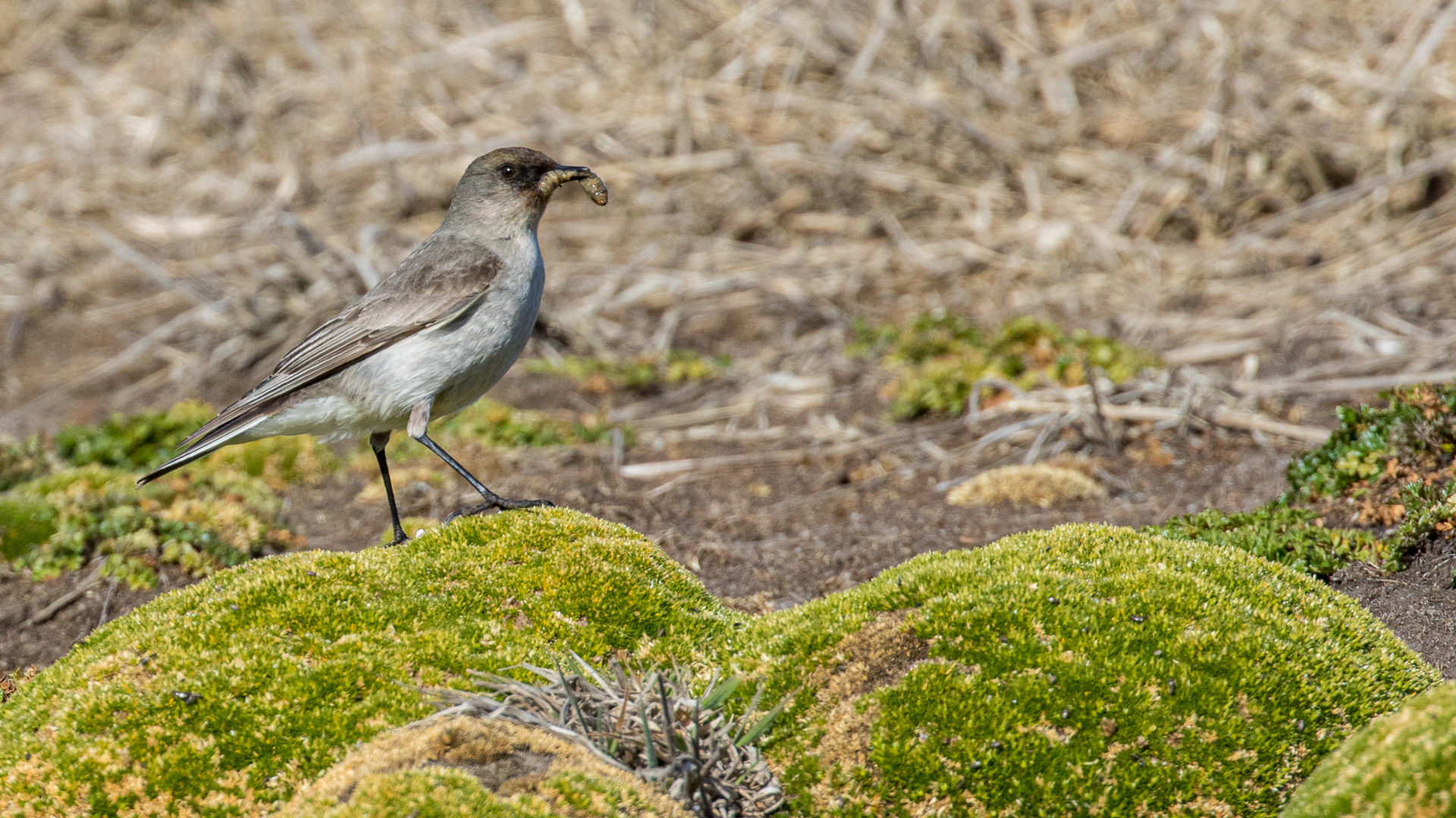 Dark-faced Ground Tyrant