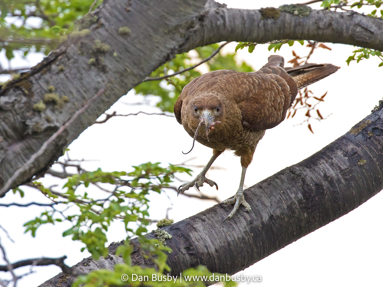 Chimango Caracara