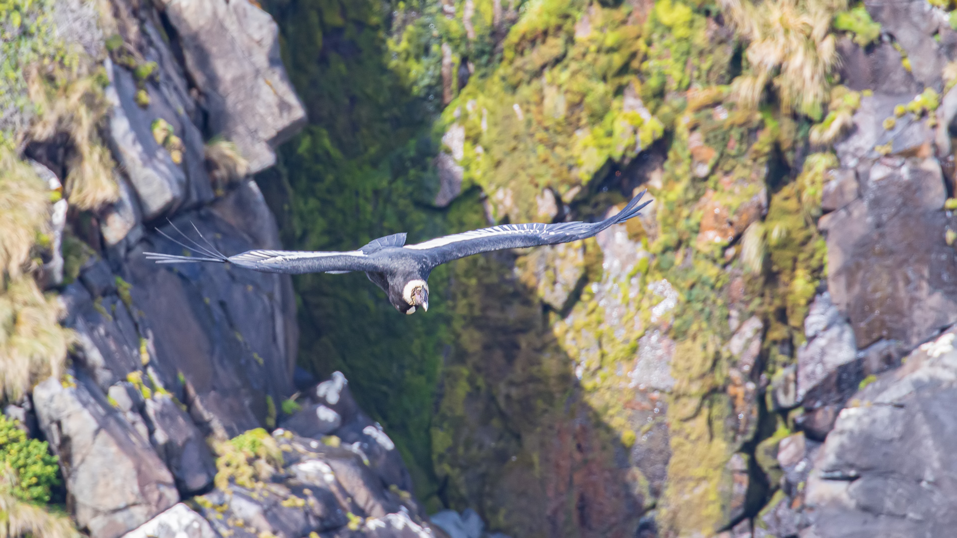 Andean Condor
