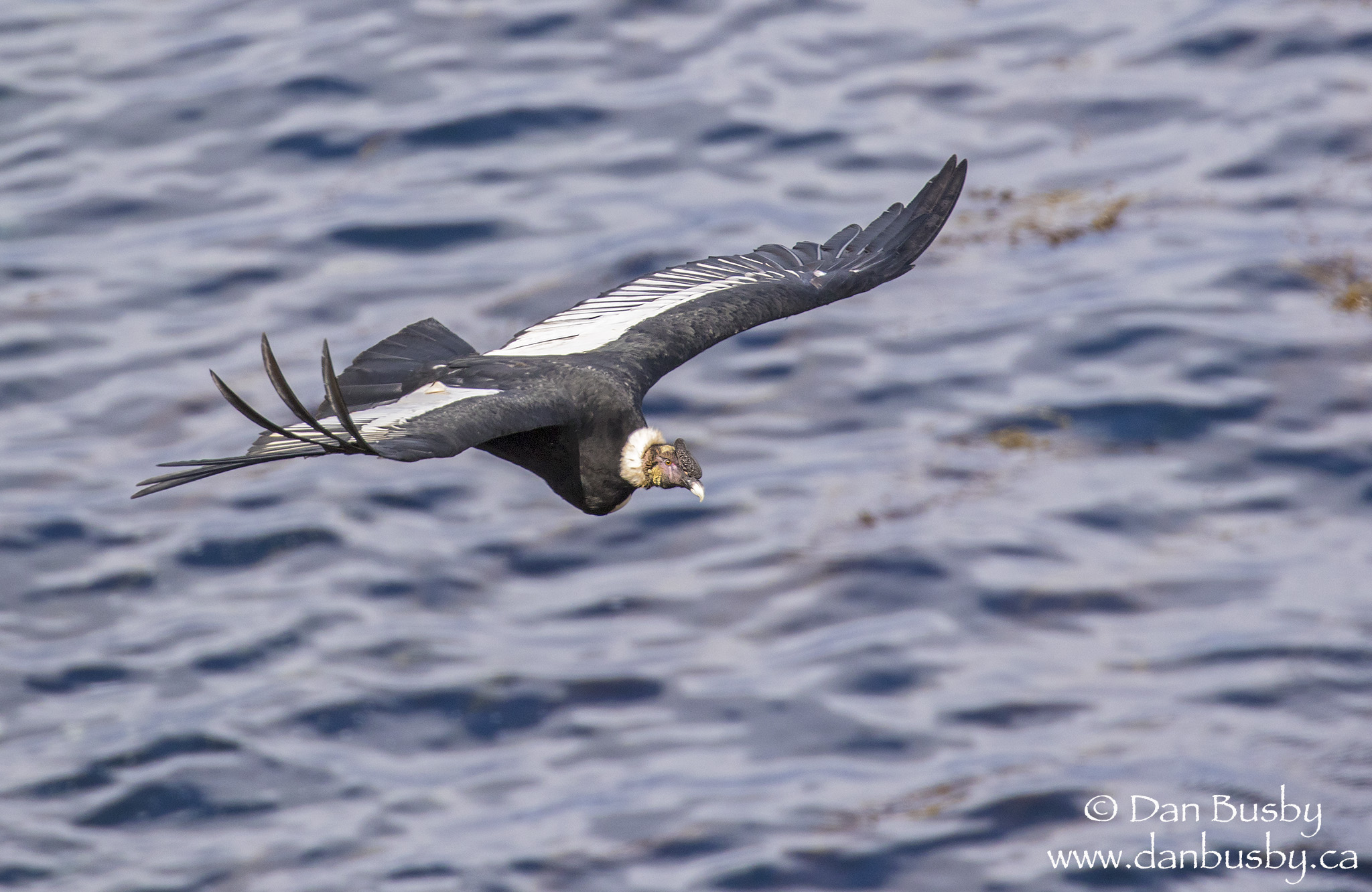 Andean Condor