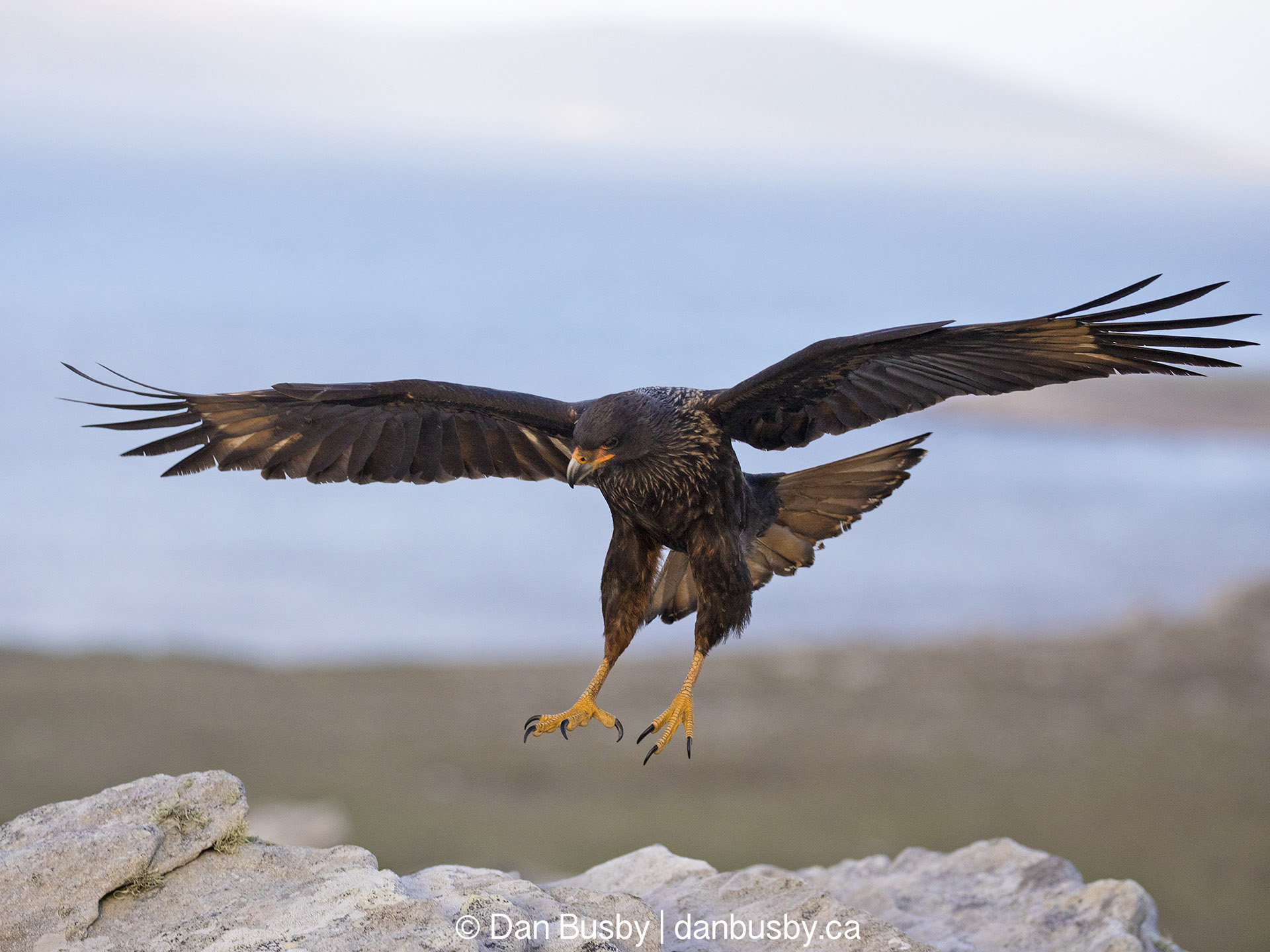 Striated Caracara