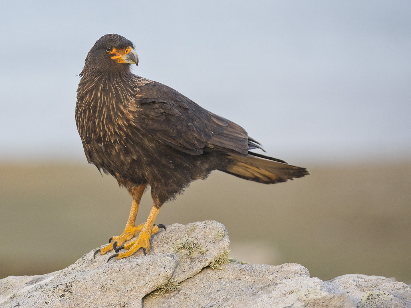 Striated Caracara
