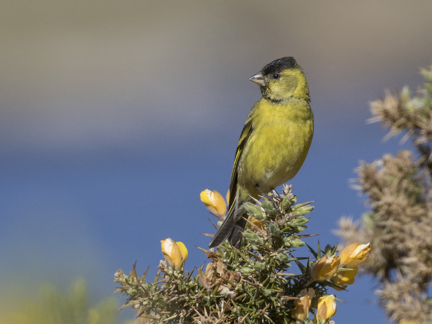Black-chinned Siskin