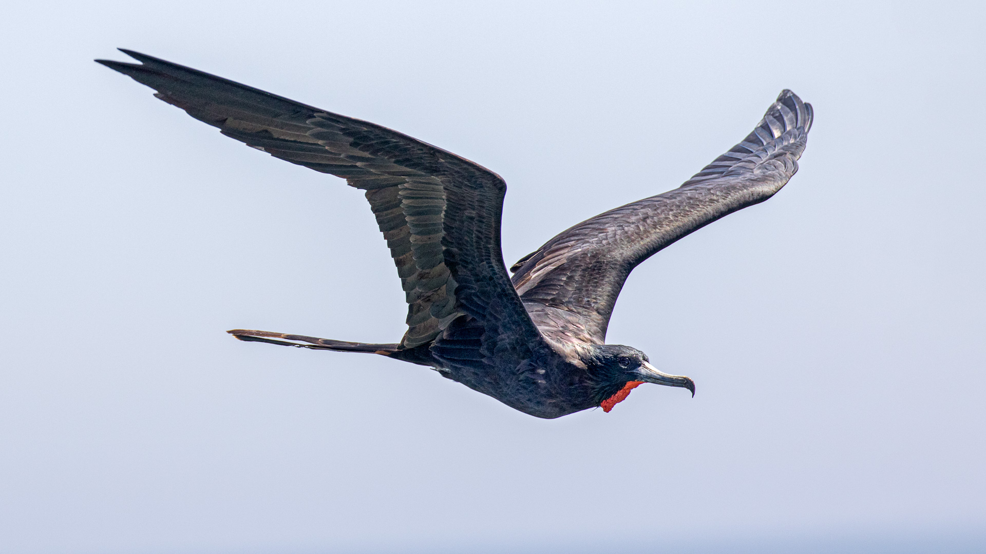 Magnificent Frigatebird