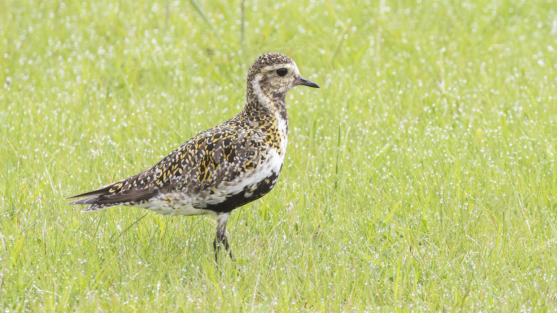 (European) Golden Plover