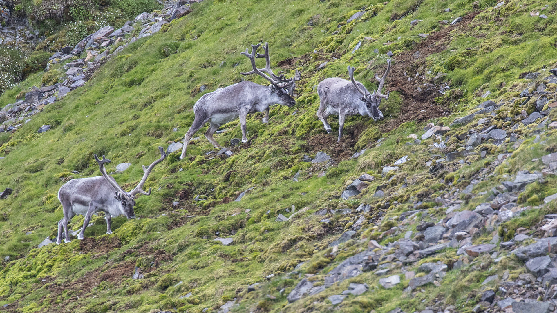 Reindeer