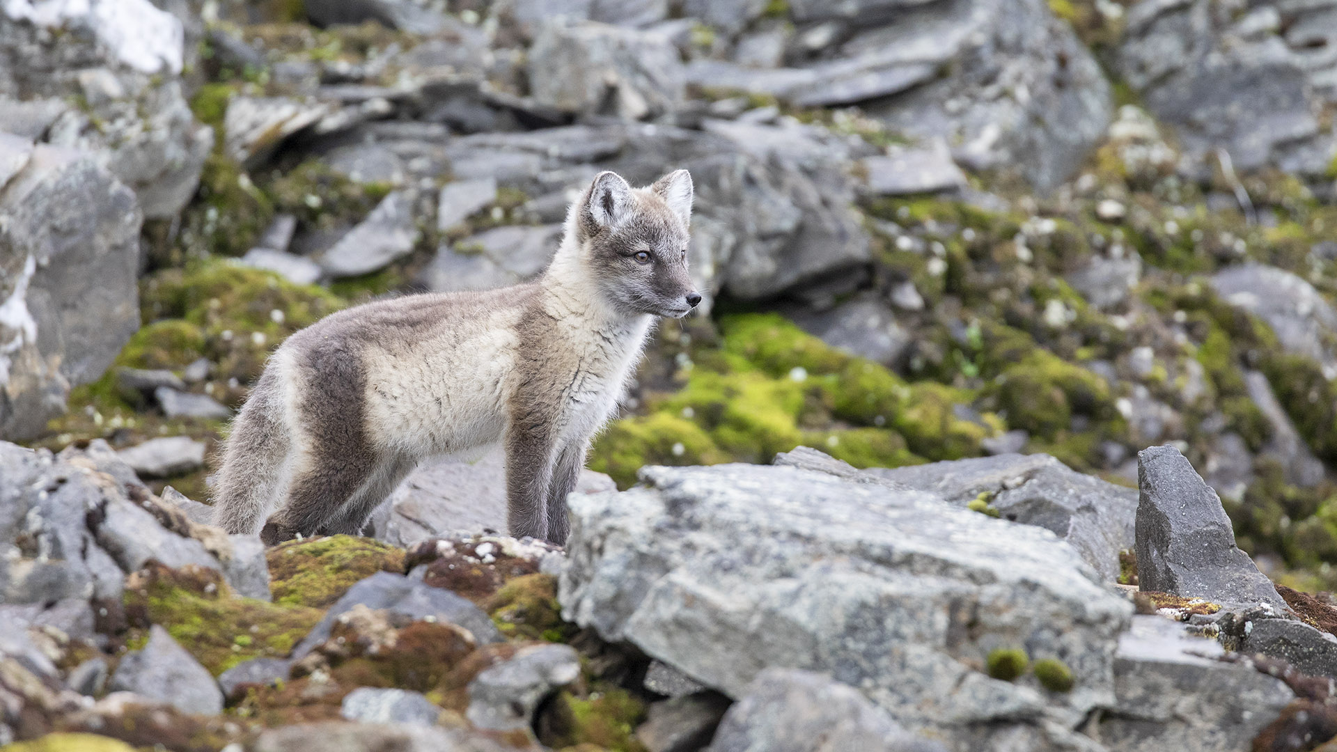 Arctic Fox