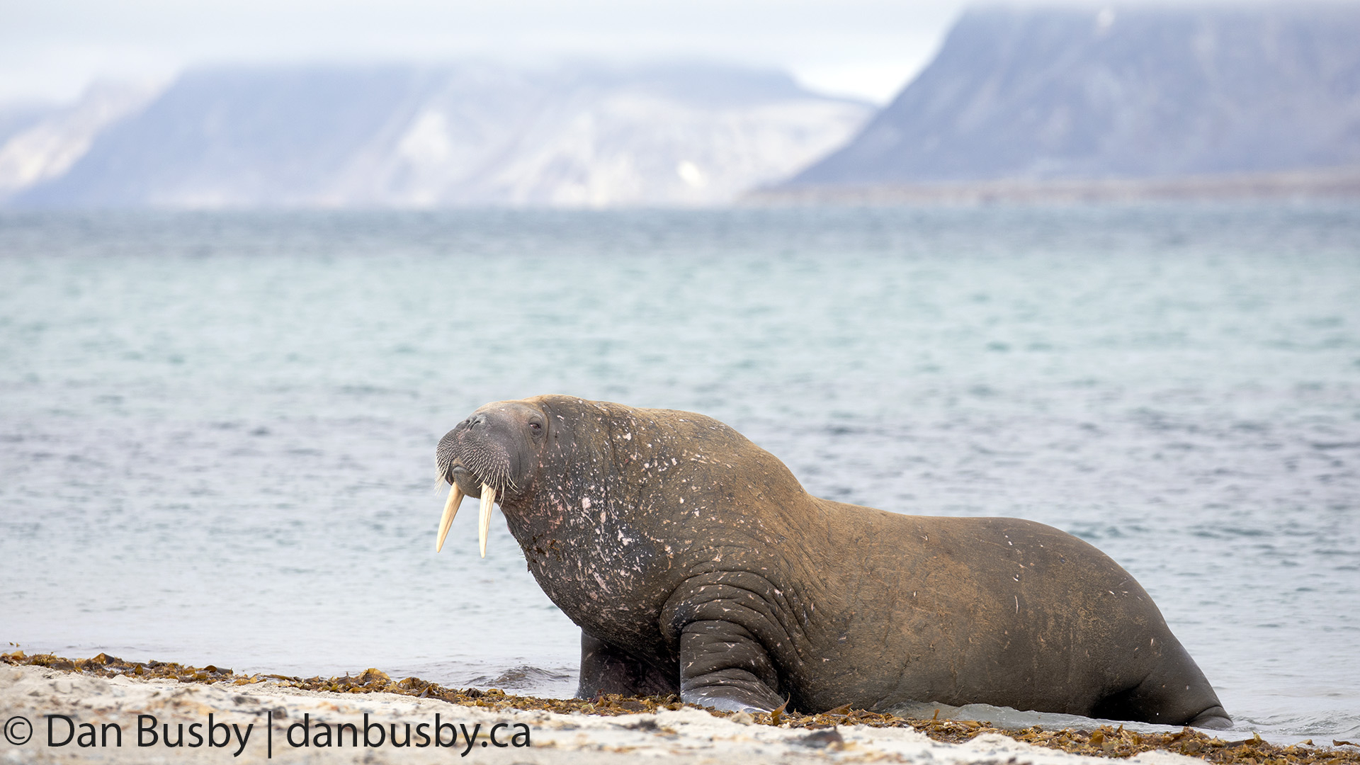 Walrus