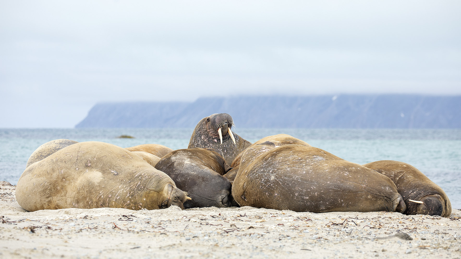 Walrus