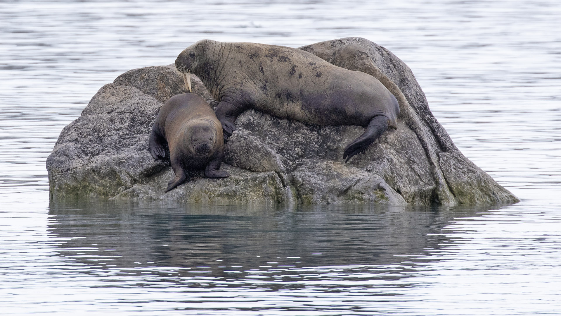 Walrus