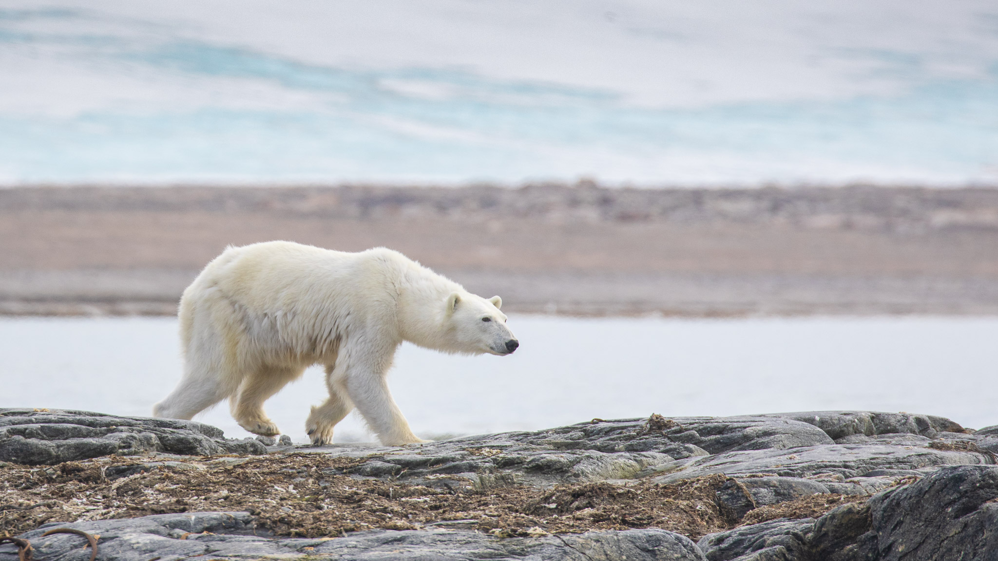 Polar Bear