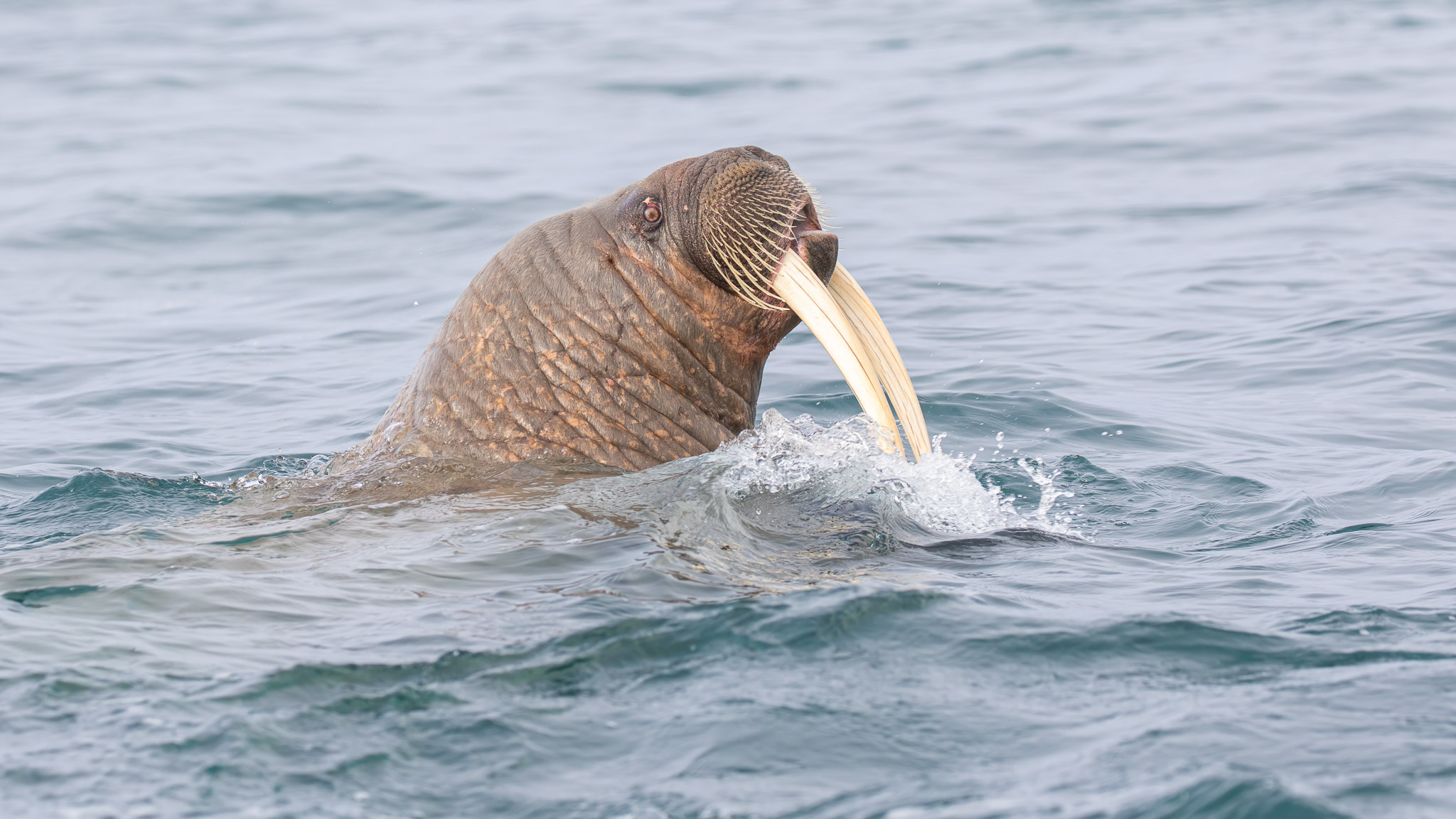 Walrus