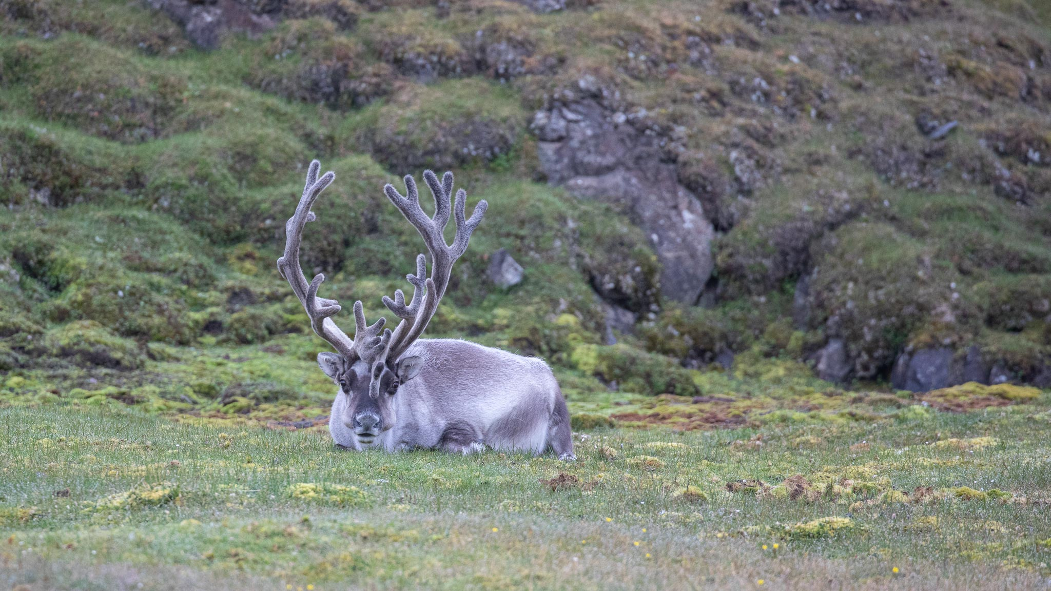 Reindeer