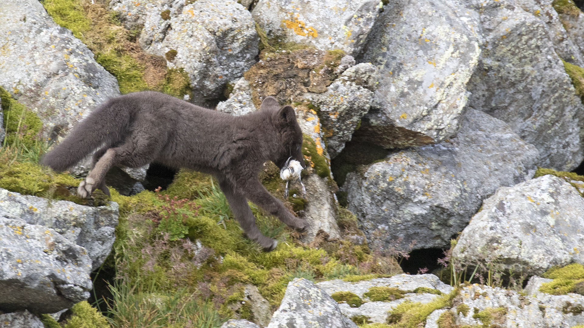 Arctic Fox