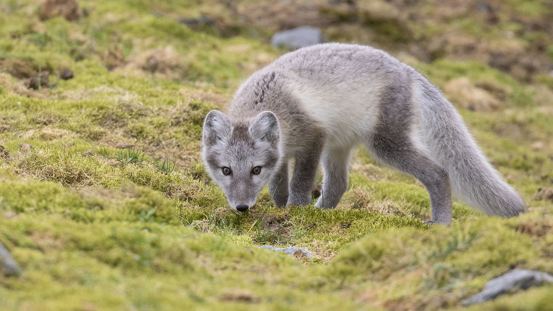 Arctic Fox
