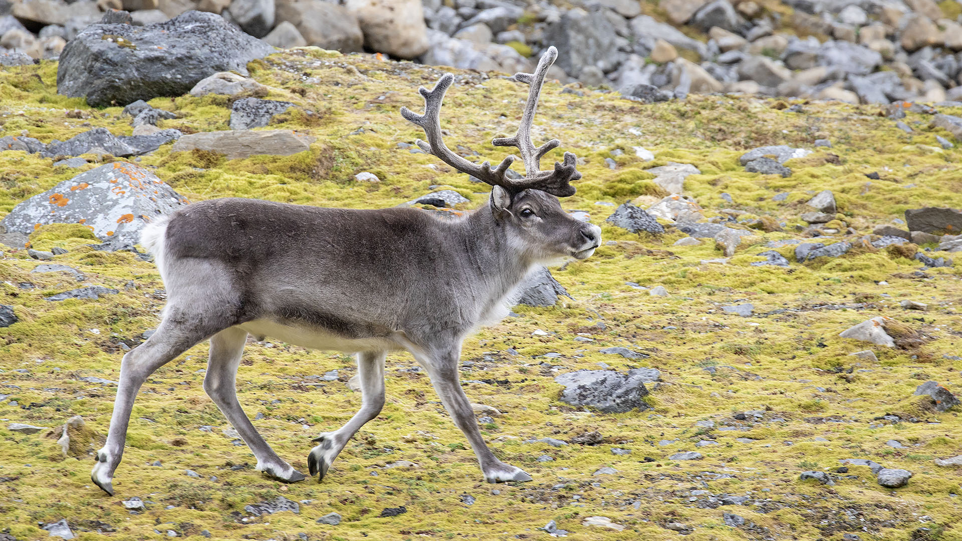 Reindeer