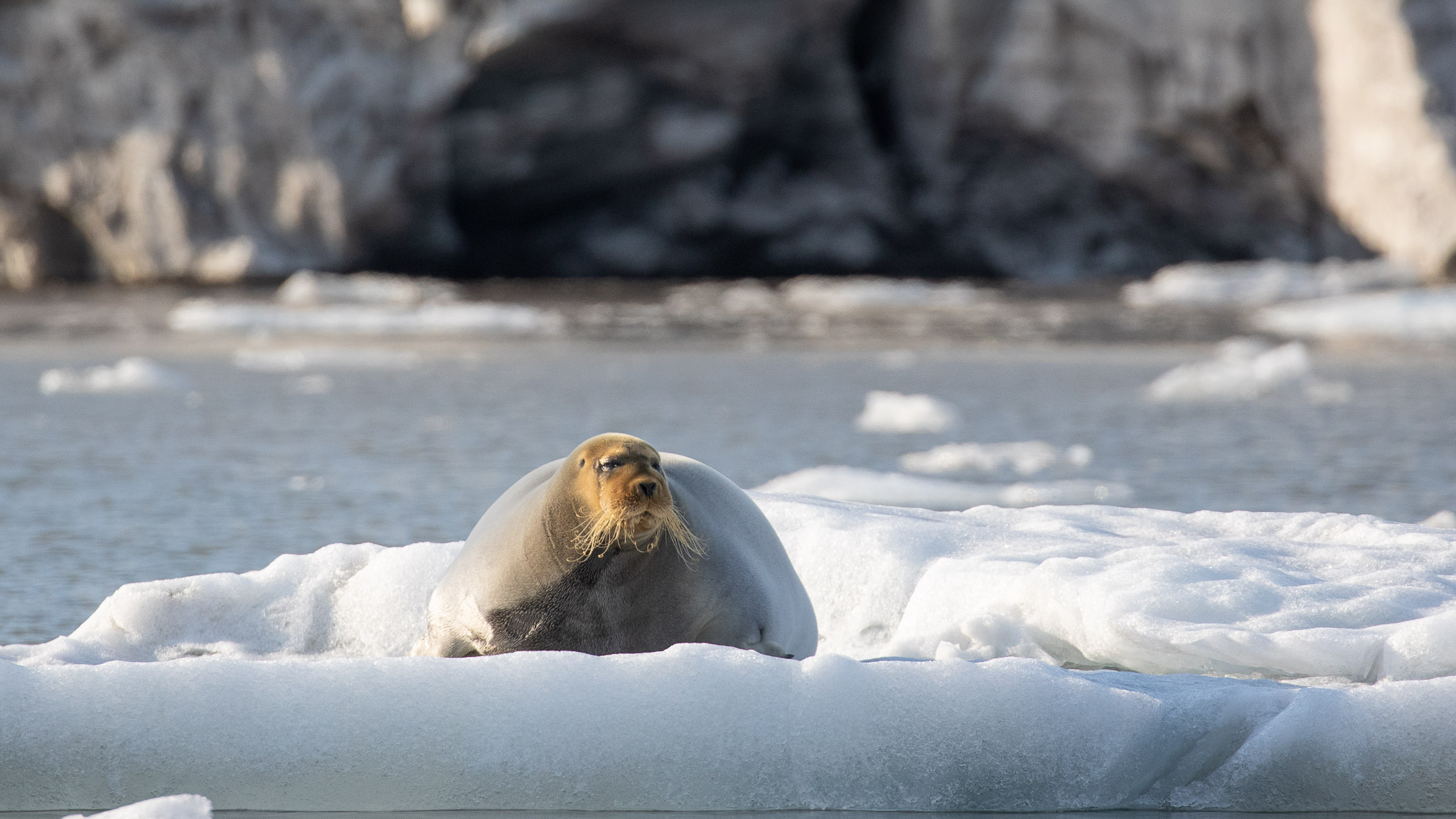 Bearded Seal