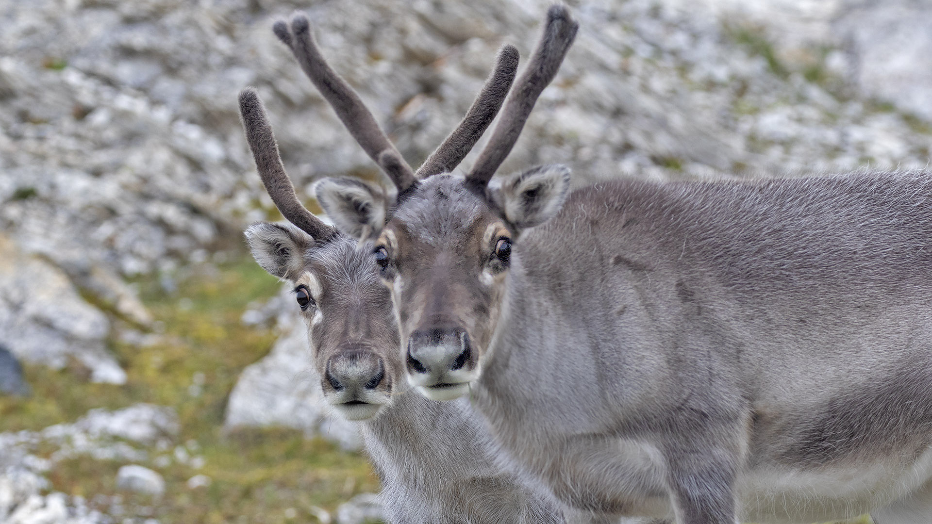 Reindeer