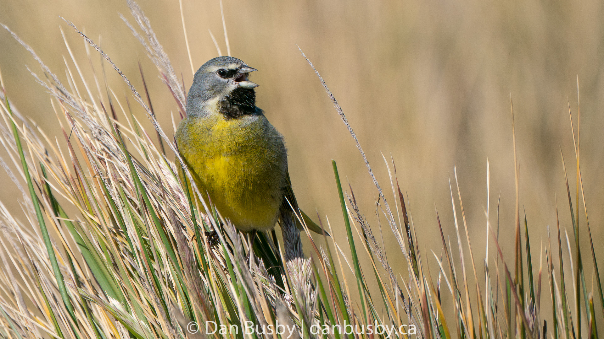 White-bridled Finch